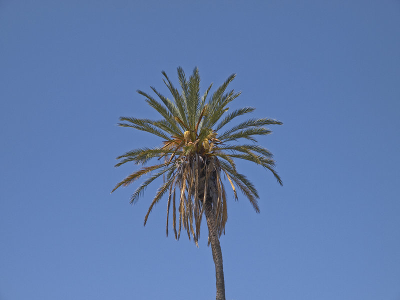 Neuras, Palm Tree